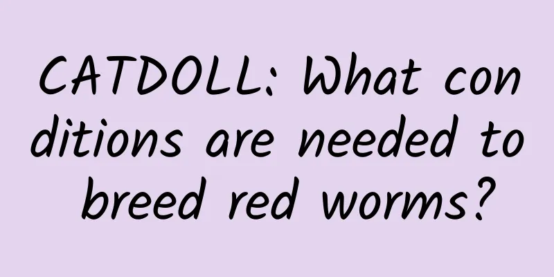 CATDOLL: What conditions are needed to breed red worms?
