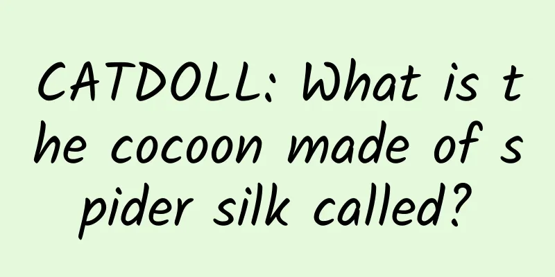 CATDOLL: What is the cocoon made of spider silk called?