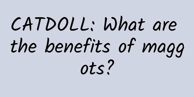 CATDOLL: What are the benefits of maggots?