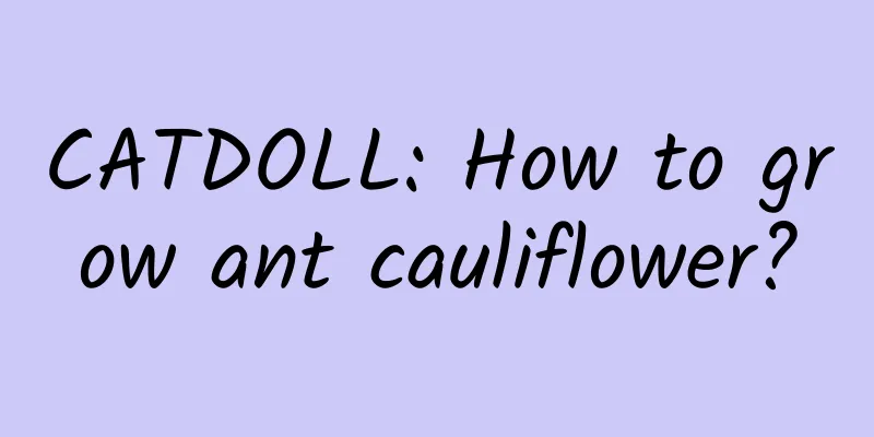 CATDOLL: How to grow ant cauliflower?