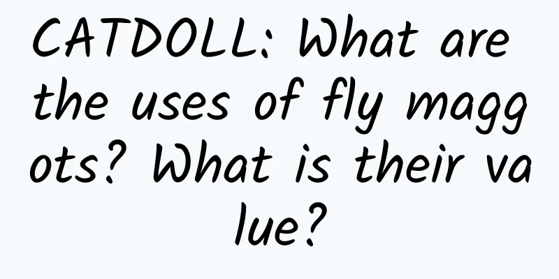 CATDOLL: What are the uses of fly maggots? What is their value?