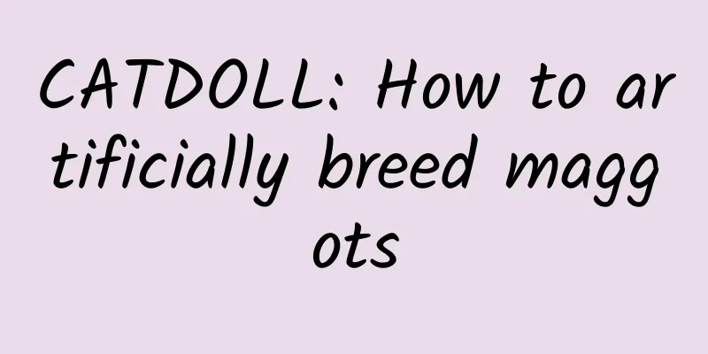 CATDOLL: How to artificially breed maggots