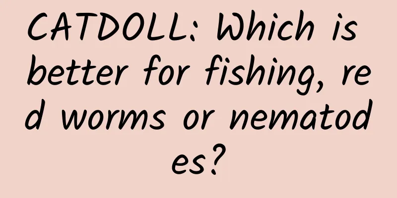 CATDOLL: Which is better for fishing, red worms or nematodes?