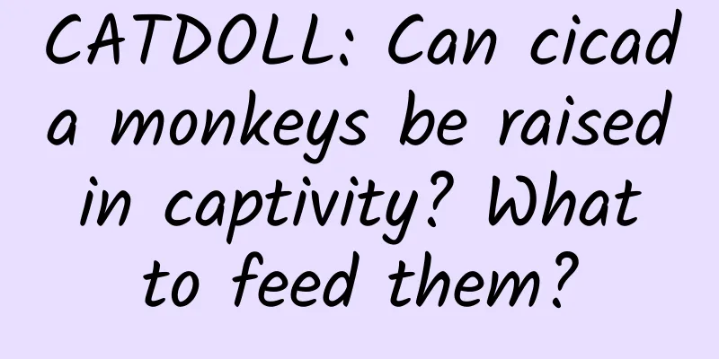 CATDOLL: Can cicada monkeys be raised in captivity? What to feed them?