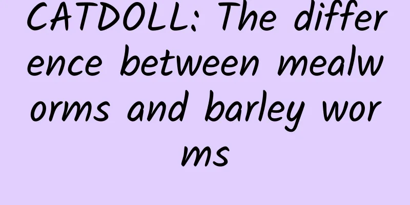CATDOLL: The difference between mealworms and barley worms