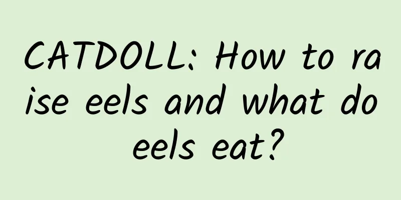 CATDOLL: How to raise eels and what do eels eat?