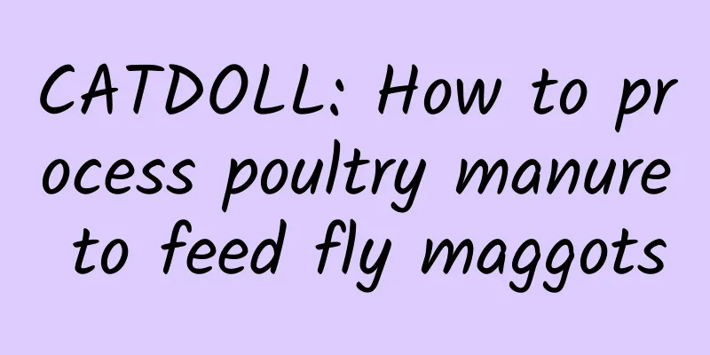 CATDOLL: How to process poultry manure to feed fly maggots