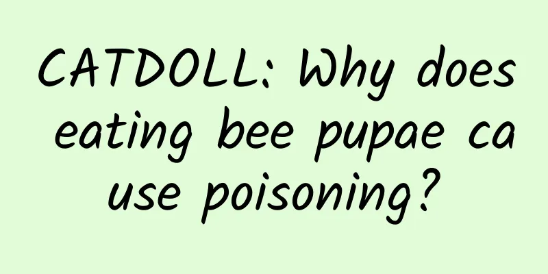 CATDOLL: Why does eating bee pupae cause poisoning?