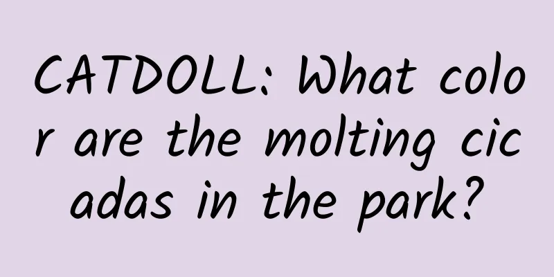 CATDOLL: What color are the molting cicadas in the park?