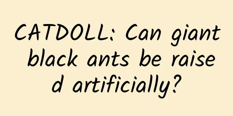 CATDOLL: Can giant black ants be raised artificially?