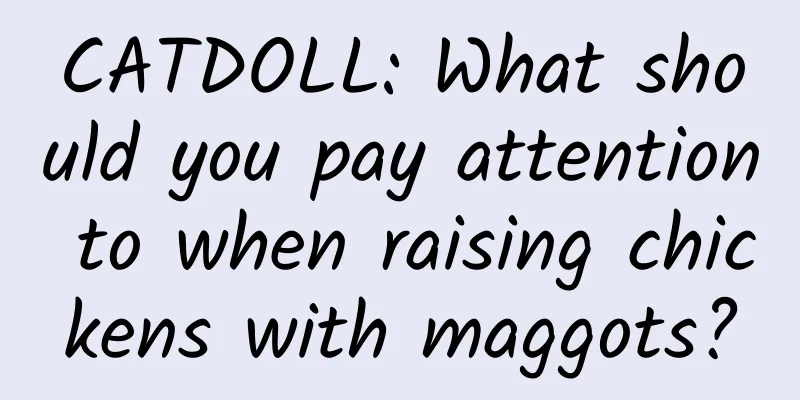 CATDOLL: What should you pay attention to when raising chickens with maggots?