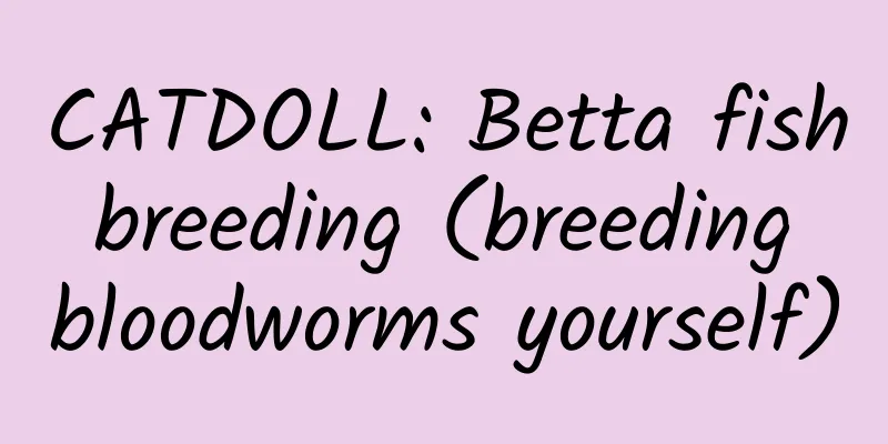 CATDOLL: Betta fish breeding (breeding bloodworms yourself)