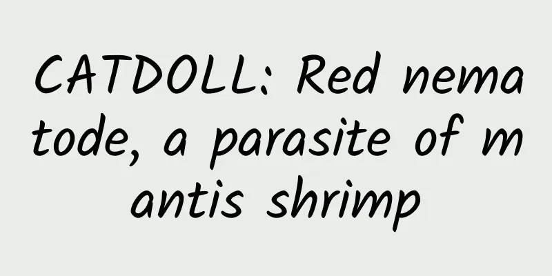 CATDOLL: Red nematode, a parasite of mantis shrimp