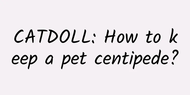 CATDOLL: How to keep a pet centipede?