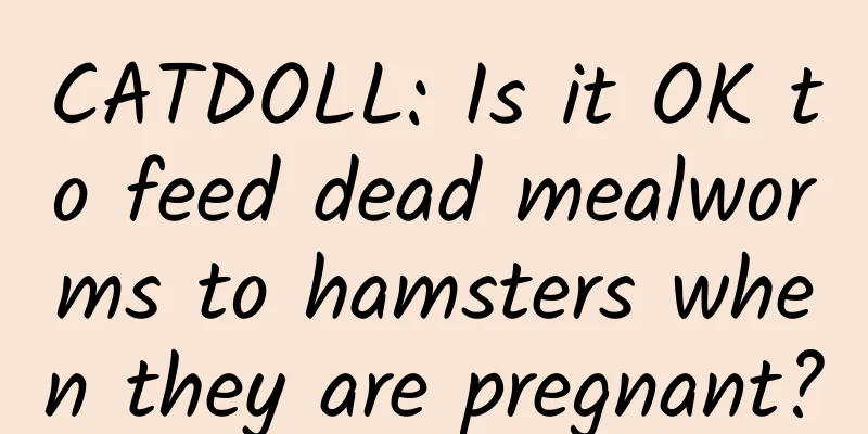 CATDOLL: Is it OK to feed dead mealworms to hamsters when they are pregnant?
