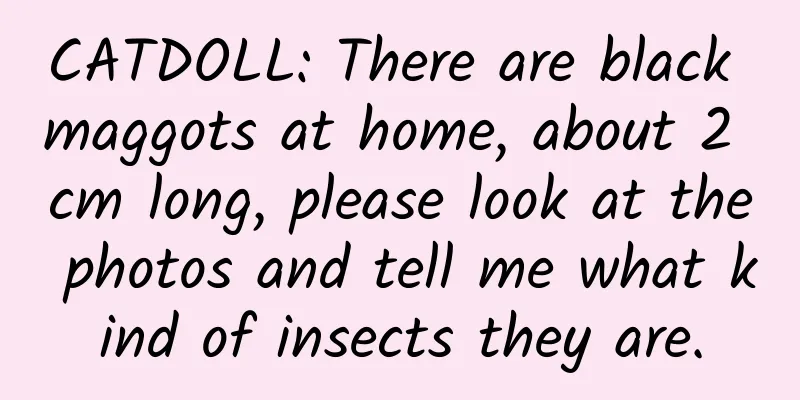 CATDOLL: There are black maggots at home, about 2 cm long, please look at the photos and tell me what kind of insects they are.