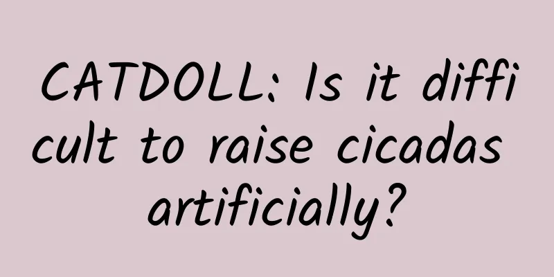 CATDOLL: Is it difficult to raise cicadas artificially?