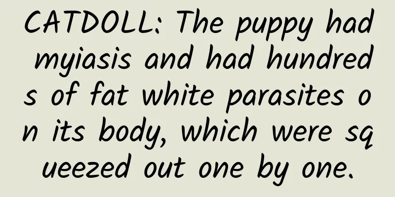CATDOLL: The puppy had myiasis and had hundreds of fat white parasites on its body, which were squeezed out one by one.