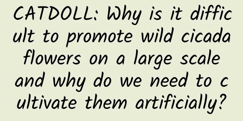 CATDOLL: Why is it difficult to promote wild cicada flowers on a large scale and why do we need to cultivate them artificially?