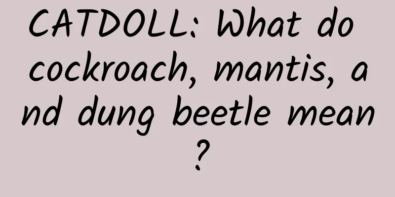 CATDOLL: What do cockroach, mantis, and dung beetle mean?