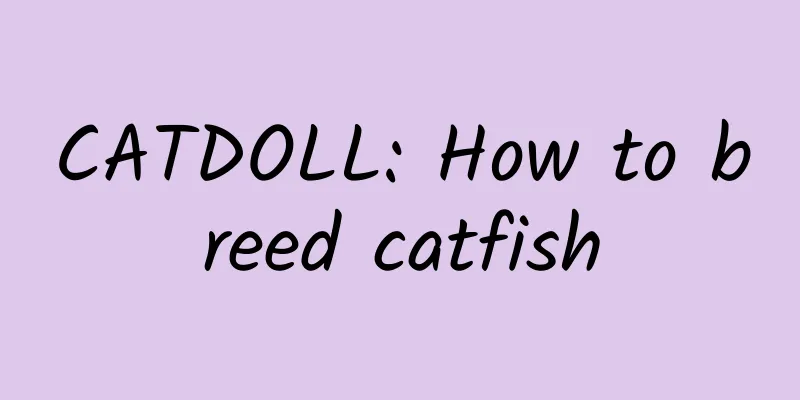 CATDOLL: How to breed catfish