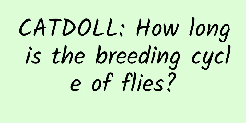 CATDOLL: How long is the breeding cycle of flies?