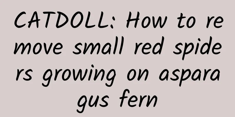 CATDOLL: How to remove small red spiders growing on asparagus fern