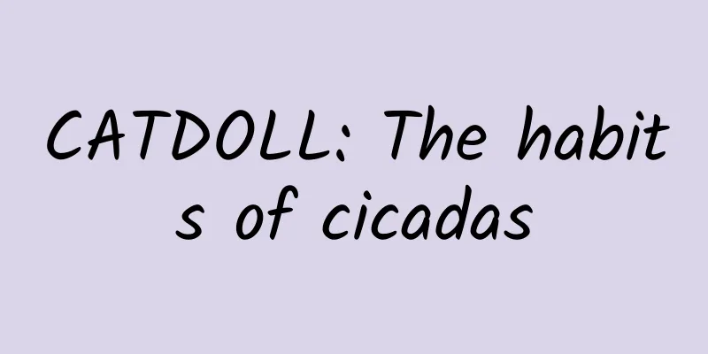 CATDOLL: The habits of cicadas