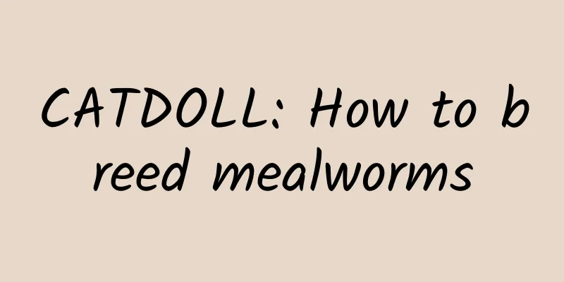 CATDOLL: How to breed mealworms