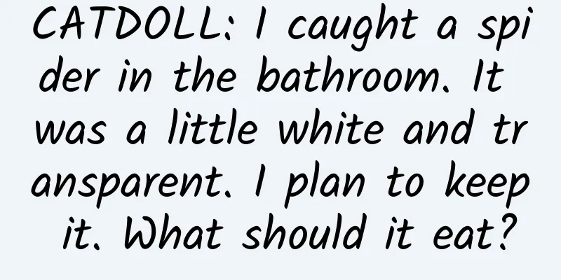 CATDOLL: I caught a spider in the bathroom. It was a little white and transparent. I plan to keep it. What should it eat?