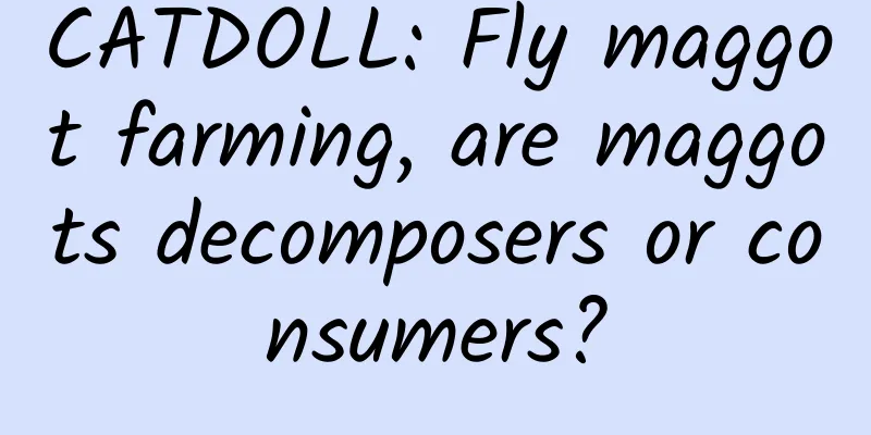 CATDOLL: Fly maggot farming, are maggots decomposers or consumers?
