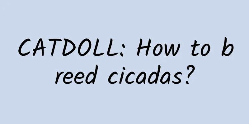 CATDOLL: How to breed cicadas?