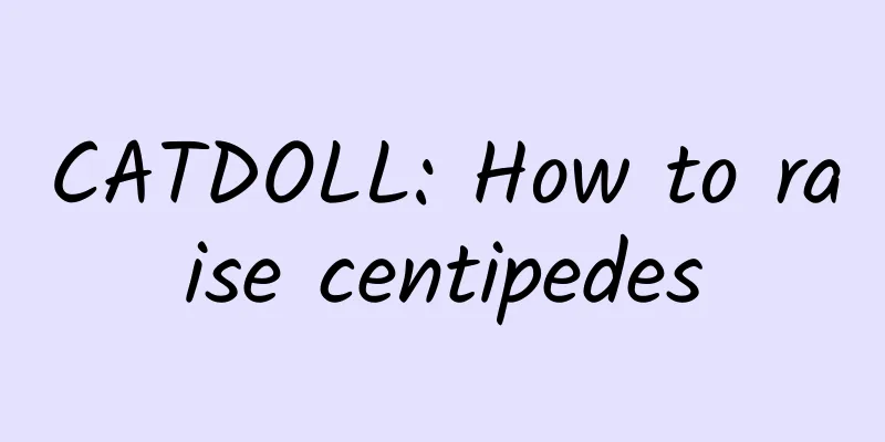 CATDOLL: How to raise centipedes