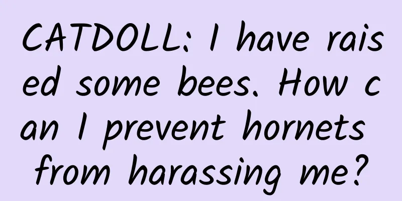 CATDOLL: I have raised some bees. How can I prevent hornets from harassing me?