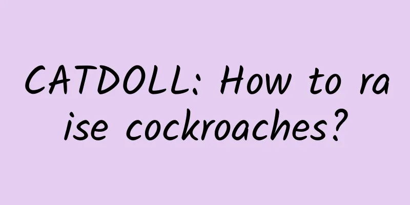 CATDOLL: How to raise cockroaches?