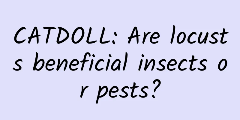 CATDOLL: Are locusts beneficial insects or pests?