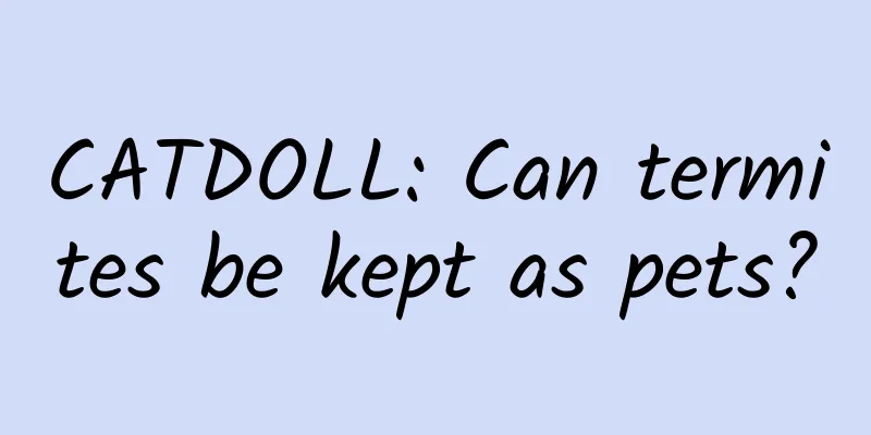 CATDOLL: Can termites be kept as pets?