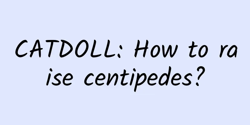 CATDOLL: How to raise centipedes?