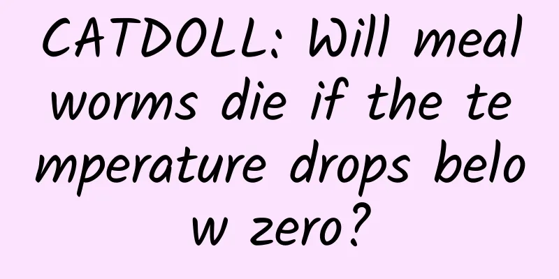 CATDOLL: Will mealworms die if the temperature drops below zero?
