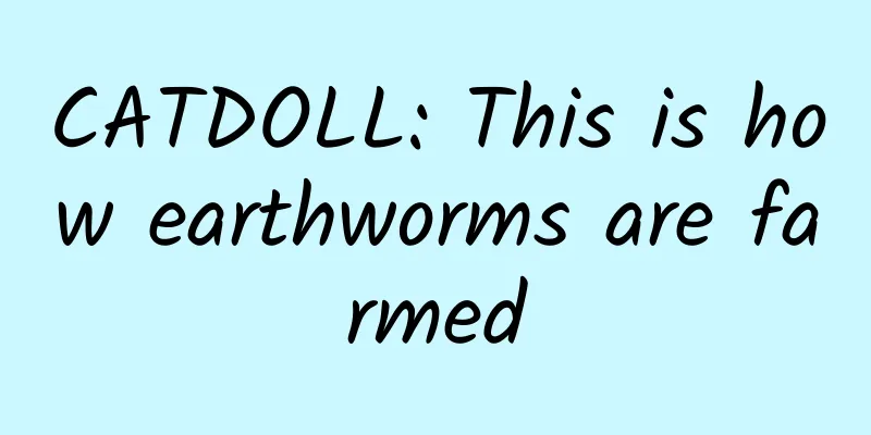 CATDOLL: This is how earthworms are farmed