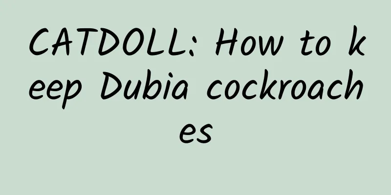 CATDOLL: How to keep Dubia cockroaches