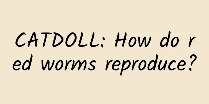 CATDOLL: How do red worms reproduce?