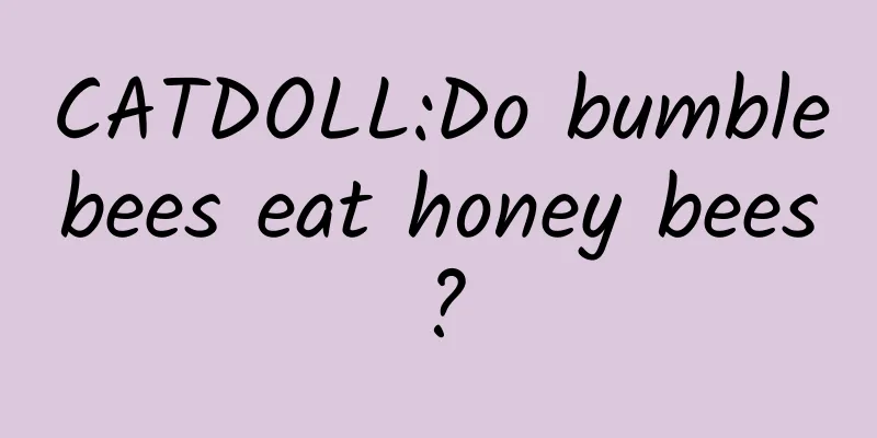 CATDOLL:Do bumblebees eat honey bees?