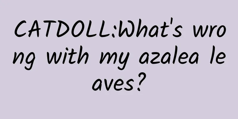 CATDOLL:What's wrong with my azalea leaves?