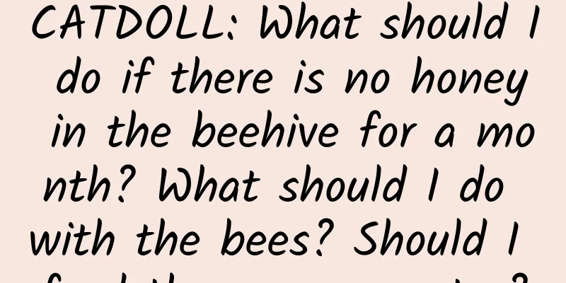 CATDOLL: What should I do if there is no honey in the beehive for a month? What should I do with the bees? Should I feed them sugar water?