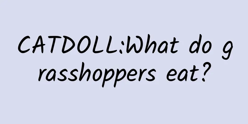 CATDOLL:What do grasshoppers eat?
