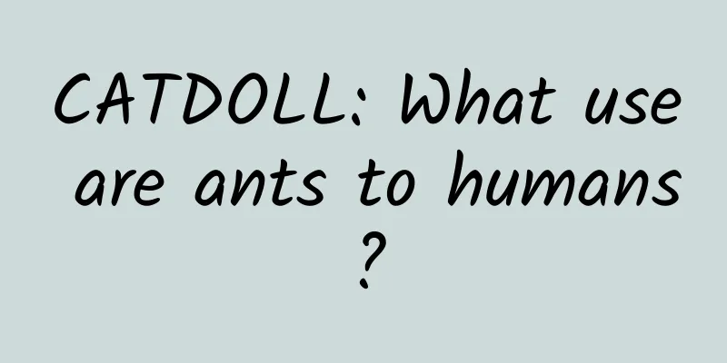 CATDOLL: What use are ants to humans?