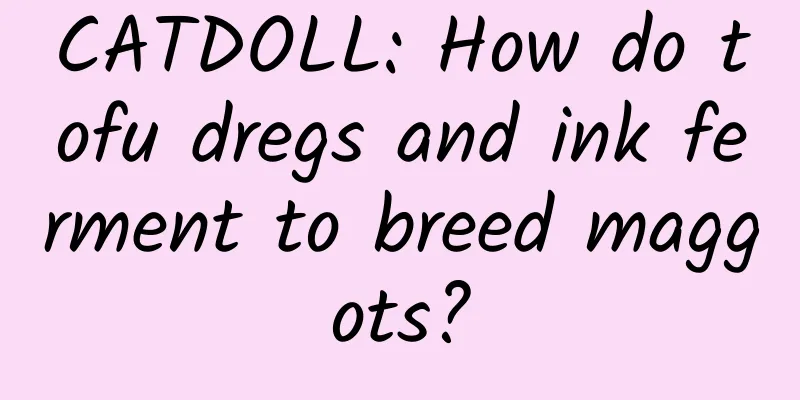 CATDOLL: How do tofu dregs and ink ferment to breed maggots?