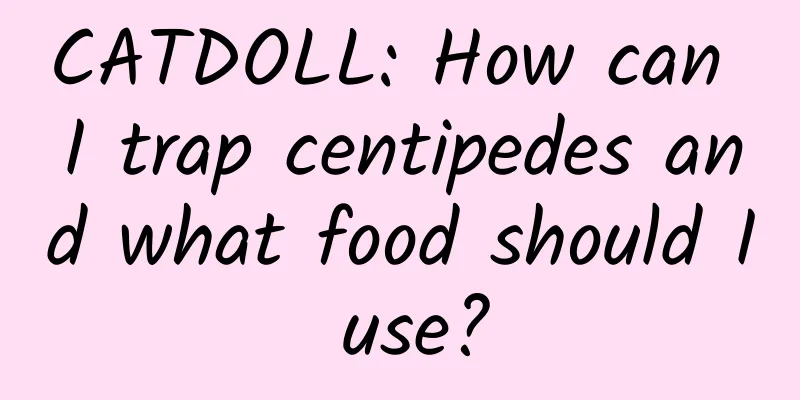 CATDOLL: How can I trap centipedes and what food should I use?