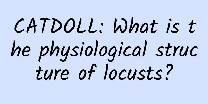 CATDOLL: What is the physiological structure of locusts?